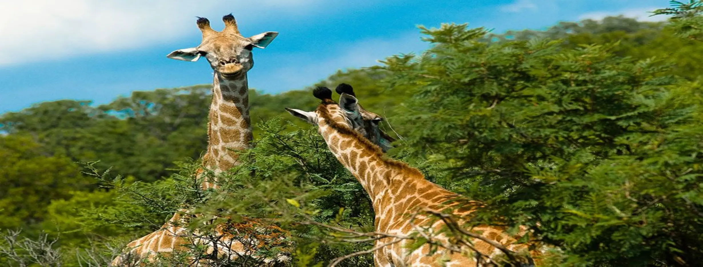 Image for Mokolodi Nature Reserve